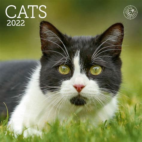 2022 Cat Wall Calendars Shopmallmy