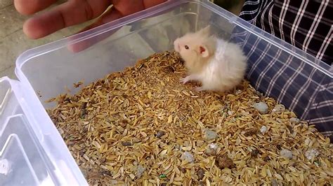 Hamster Pet Youtube