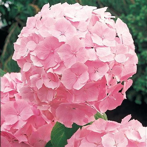 spring hill nurseries 4 in pot forever and ever pink hydrangea live deciduous plant pink flower