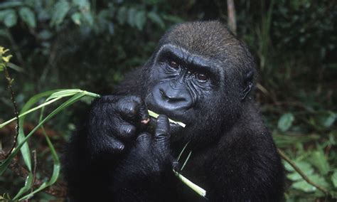 Western Lowland Gorilla Species Wwf