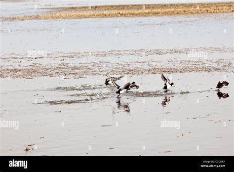 Flying Waterfowl Birds In Wetland Stock Photo Alamy