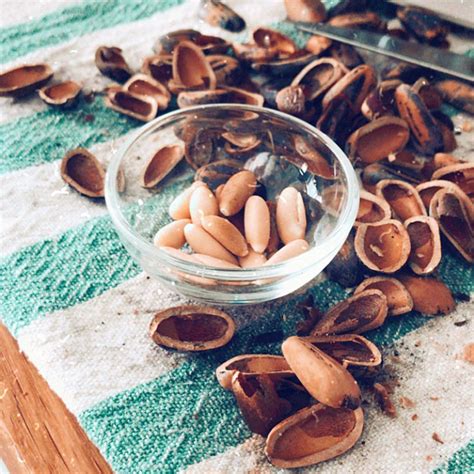 When And How To Forage Pine Nuts Gurme Vegan
