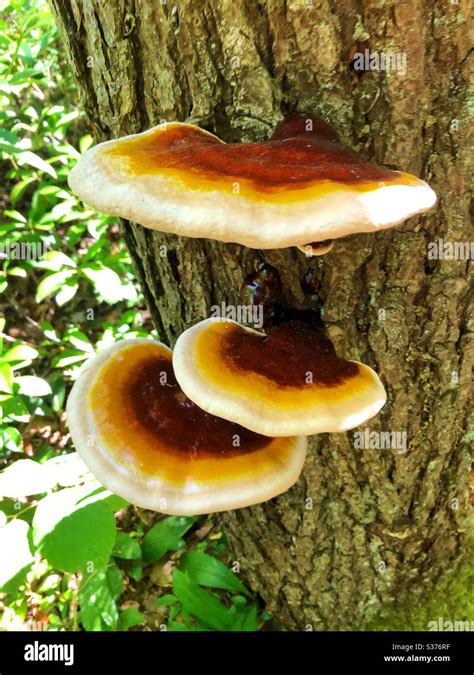 Polypore Mushrooms Growing On Tree In The Woods In North Eastern United