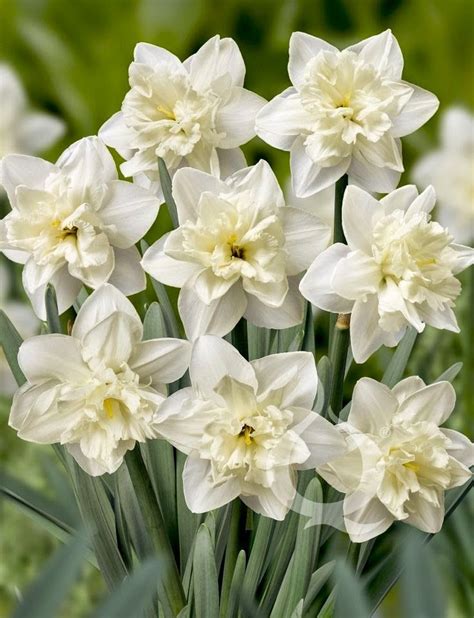 Send flowers to chicago from anywhere in the world! Send flowers today ~ Dreamy Nature | Flowers today, Bulb ...