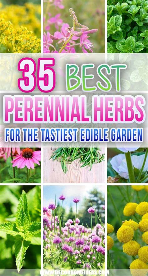 35 Best Perennial Herbs To Plant Once And Enjoy Forever Decor Home Ideas