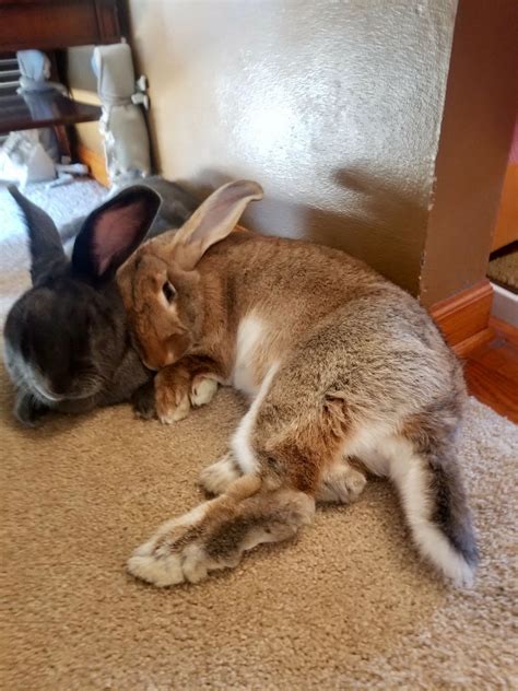 Everybunny Needs Somebunny To Love 032619 Tuesdaysnoozeday Giant