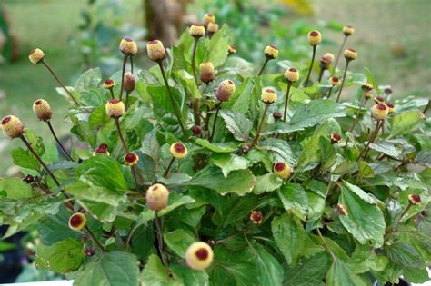 500 Spilanthes Acmella Seeds Toothache Plant Seeds