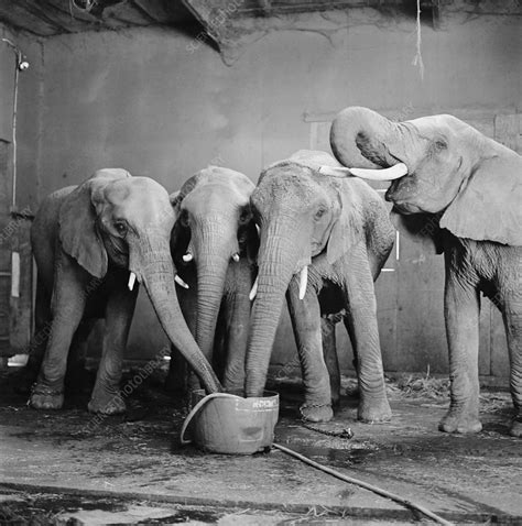 Elephants Drinking Stock Image Z9410066 Science Photo Library