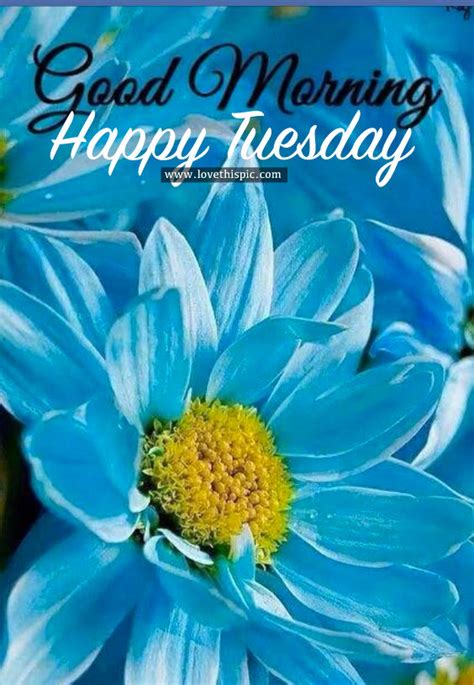 Good Morning Happy Tuesday Pictures Photos And Images For Facebook