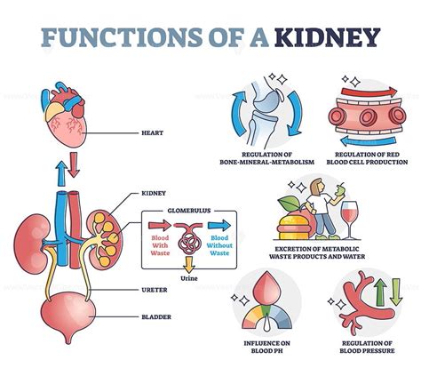 Functions Of Kidney With Anatomical Filtering Organ System Outline