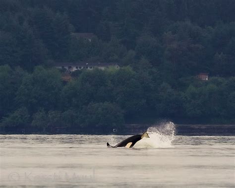 Orcas On The Hunt Near Three Tree Point Westside Seattle