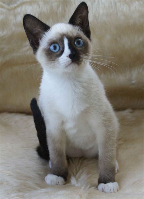 Snowshoe Tonkinese Cat Snowshoe Cat Cat Facts Siamese Cats Facts