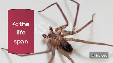Interesting Facts About Brown Recluse Spiders Youtube