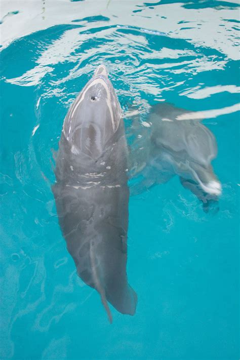 It has been several years since young sawyer nelson and the dedicated team at the clearwater marine hospital, headed by dr. See Winter the Dolphin at Clearwater Marine Aquarium ...