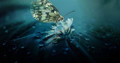 18 Water Water Butterfly Wallpaper Hd Nature Basty Wallpaper