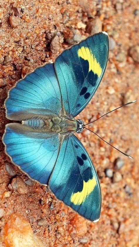 Pin By Christine Holderby On Beautiful Butterflies In 2021 Beautiful