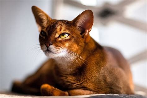 The 10 Most Affectionate Cat Breeds In 2020 Abyssinian Cats Cat