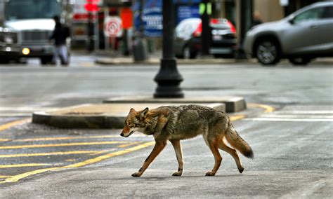 Officials Take Action After Pack Of Aggressive Coyotes Wreaks Havoc On City