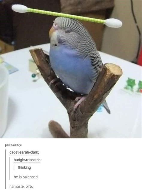 24 High Quality Birb Memes That Will Elevate Your Mood Funny Birds