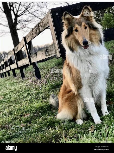 Lassie Dog Hi Res Stock Photography And Images Alamy