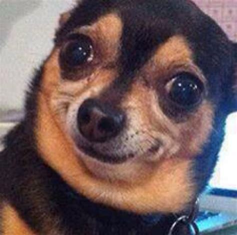 Chiwawa Chihuahua Meme Face Pets Lovers