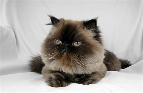 Himalayan Cat Pictures And Breed History Lovetoknow