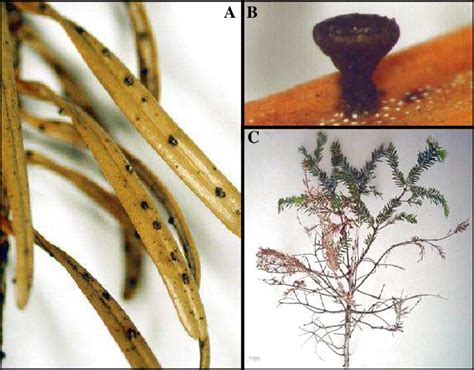 Gremmeniella abietina A) Apothecium of fir needles B) Mature apothecium ...