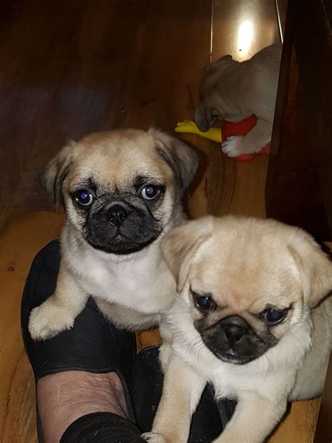 The pug is square and solid and masculine in his features. Pug Puppies For Sale | Plainfield, NJ #247116 | Petzlover