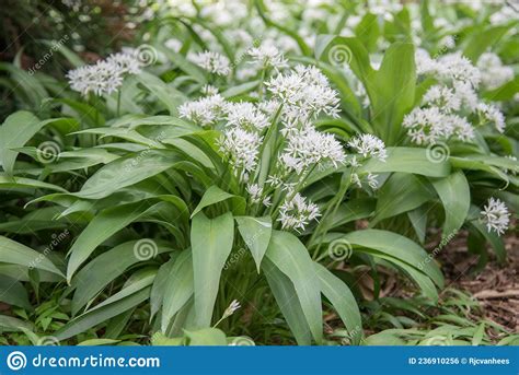 Wild Garlic Allium Ursinum White Flowering Plants Stock Photo Image