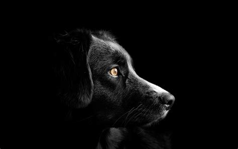 Black Dog Wallpaper 4k Cute Puppies Black Background Dark Amoled