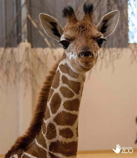 First Baby Giraffe Calf Born At Nebraska Zoo Is Ready To Meet Her Fans