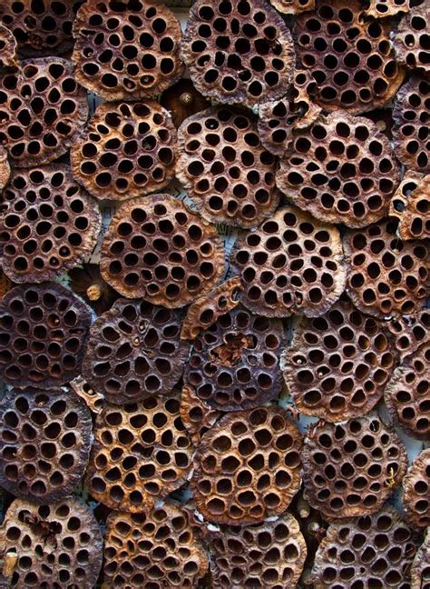 Holy Moley What Is Trypophobia And What Causes A Fear Of Holes