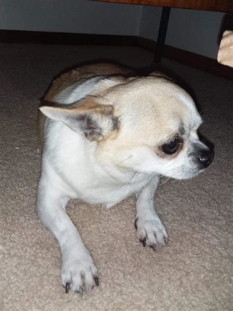 Chihuahua Rescue Victoria
