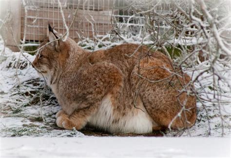 Fat Lynx Flickr Photo Sharing