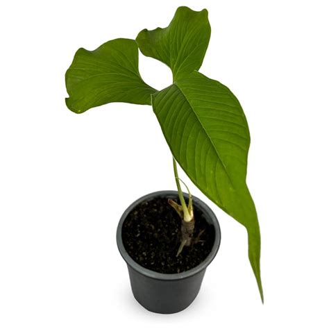 Anthurium Draconopterum By Omsix Green Live House Plant For Indoors