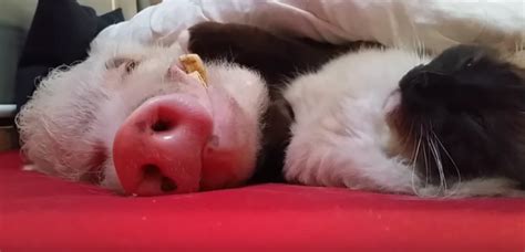 Le 23 septembre 2013 dans voyeur / exhibition, zoophilie 2. VIDEO. Un chat ami avec un cochon nain - Sciencesetavenir.fr