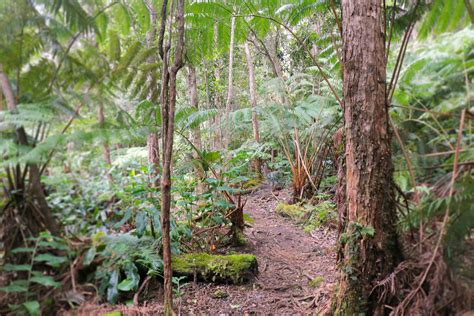 Hawaiʻi Birding Trails Honua‘ula Forest Reserve Makāula ‘o‘oma Section