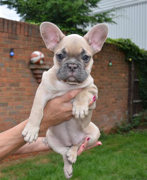 Amazing French Bulldog For Sale By Owner Learn More Here Bulldogs