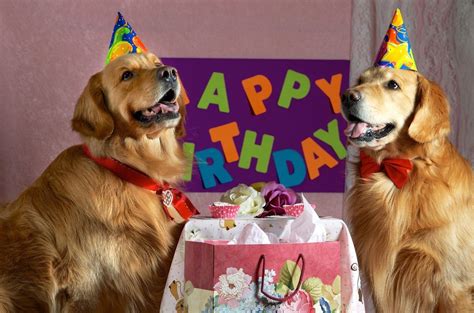 Dogs Happy Birthday Birthday Wishes Cards Messages Greetings And