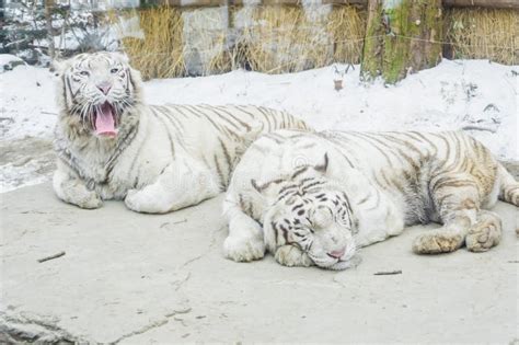 Two White Tigers In Korea Zoo With Snow In Winter Season Stock Image