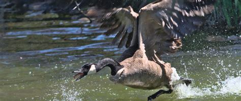 Angry Goose Attack