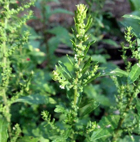 Wormseed A Stomach Soothing Parasite Remedy In Your Tropical Garden