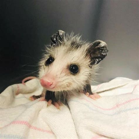 Adorable Baby Opossum Neferast Baby Opossum Opossum Animals