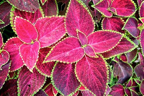 Flowering Shade Plants Colorful Plants For Shade Curb Appeal Tips