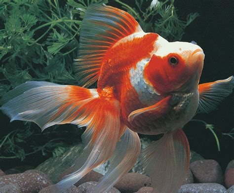 Goldfish Varieties A Brief Look At 15 Popular Types Pethelpful