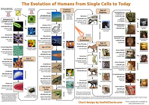 Evolution Of Life From Single Celled Organisms Part 1 Vital Sustenance