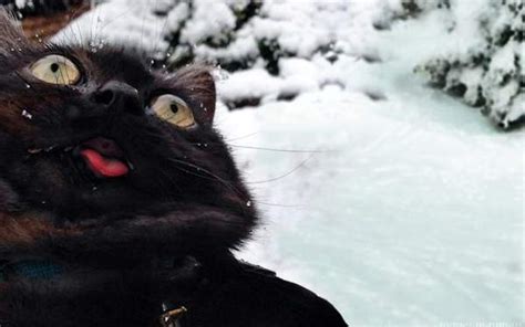 13 Adorable Black Cats In Honor Of Friday The 13th