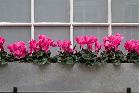 20 Cyclamen Window Box Stock Photos Pictures And Royalty Free Images