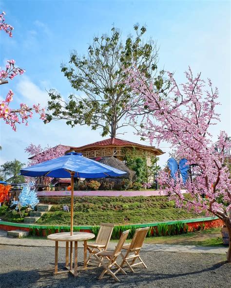 Taman sakura aeon mall bsd di tangerang ini sangat bagus sebagai lokasi latar belakang foto. Bukit Sakura Kemiling, Lampung Rasa Jepang - Lampung Eksis
