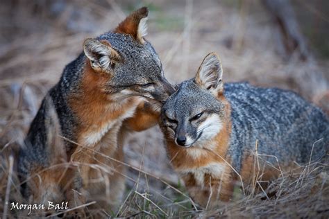 What About Some Cute Island Foxes Rfoxes